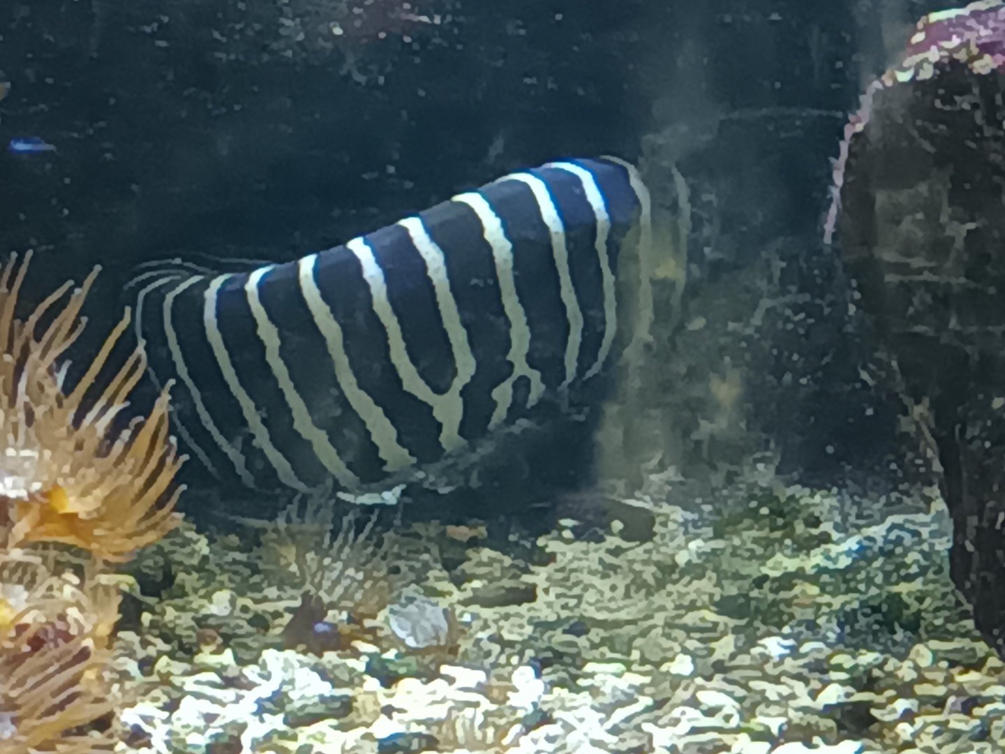 Zebra Moray