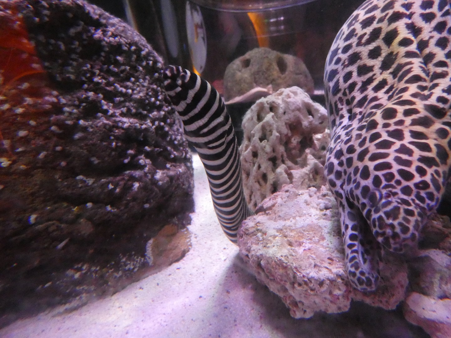 Zebra moray