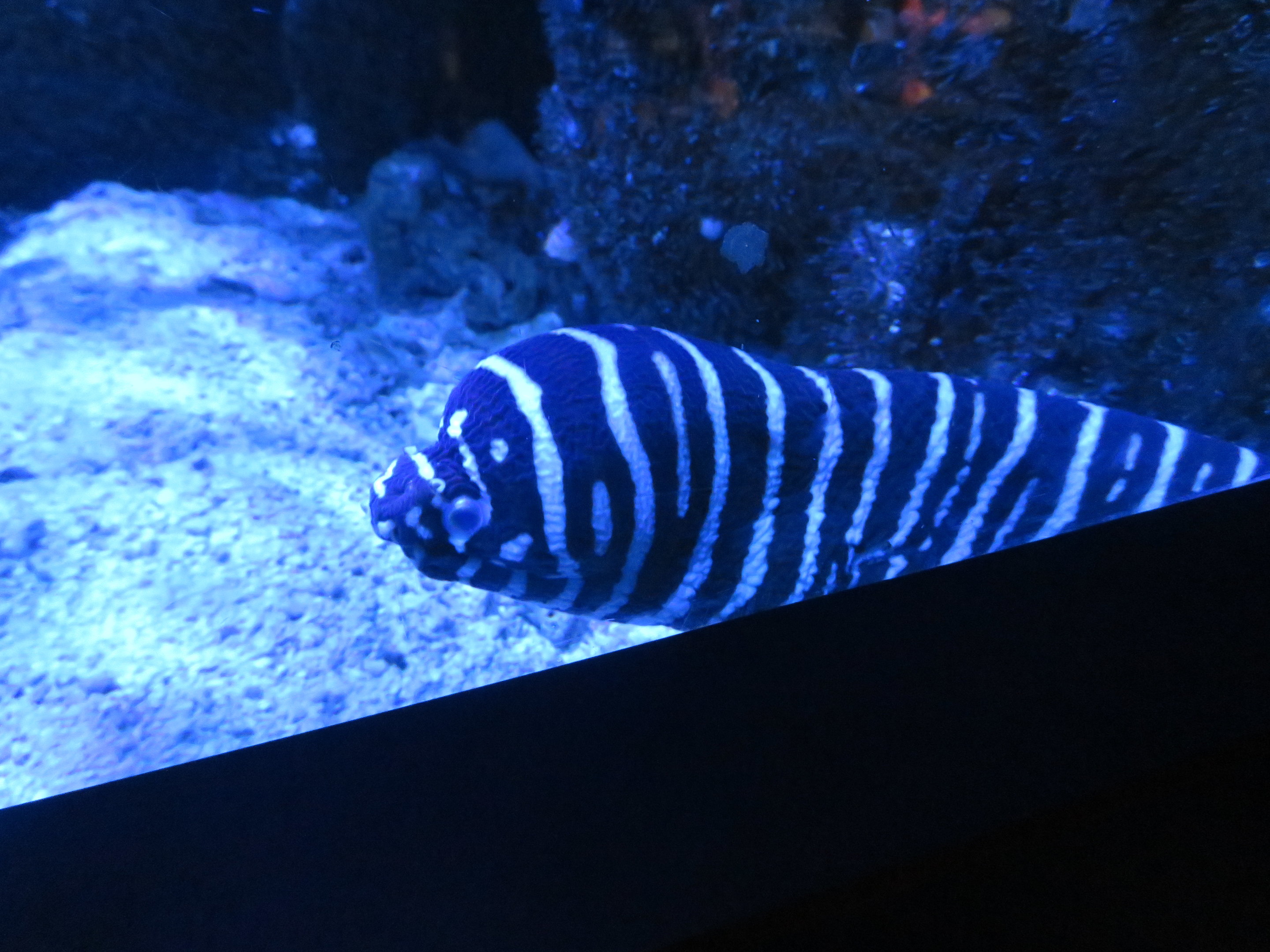Zebra Moray