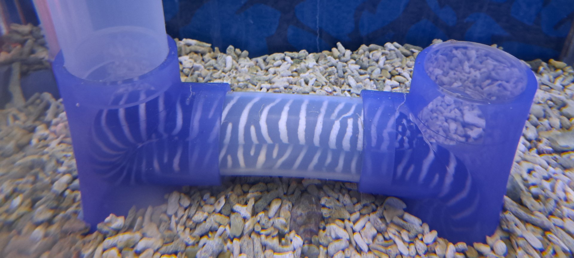 Zebra Moray