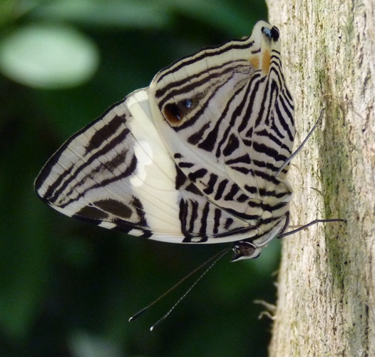 Zebra mosaic (Colobura dirce)
