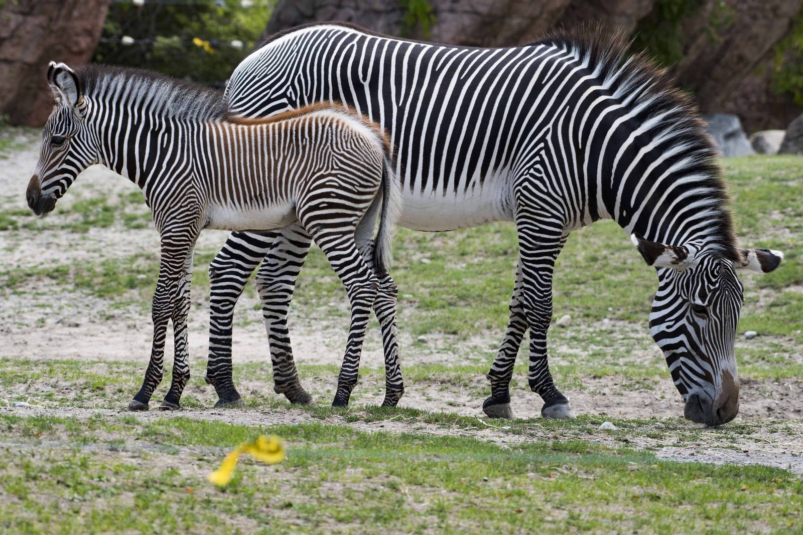 Zebra mother and daughter