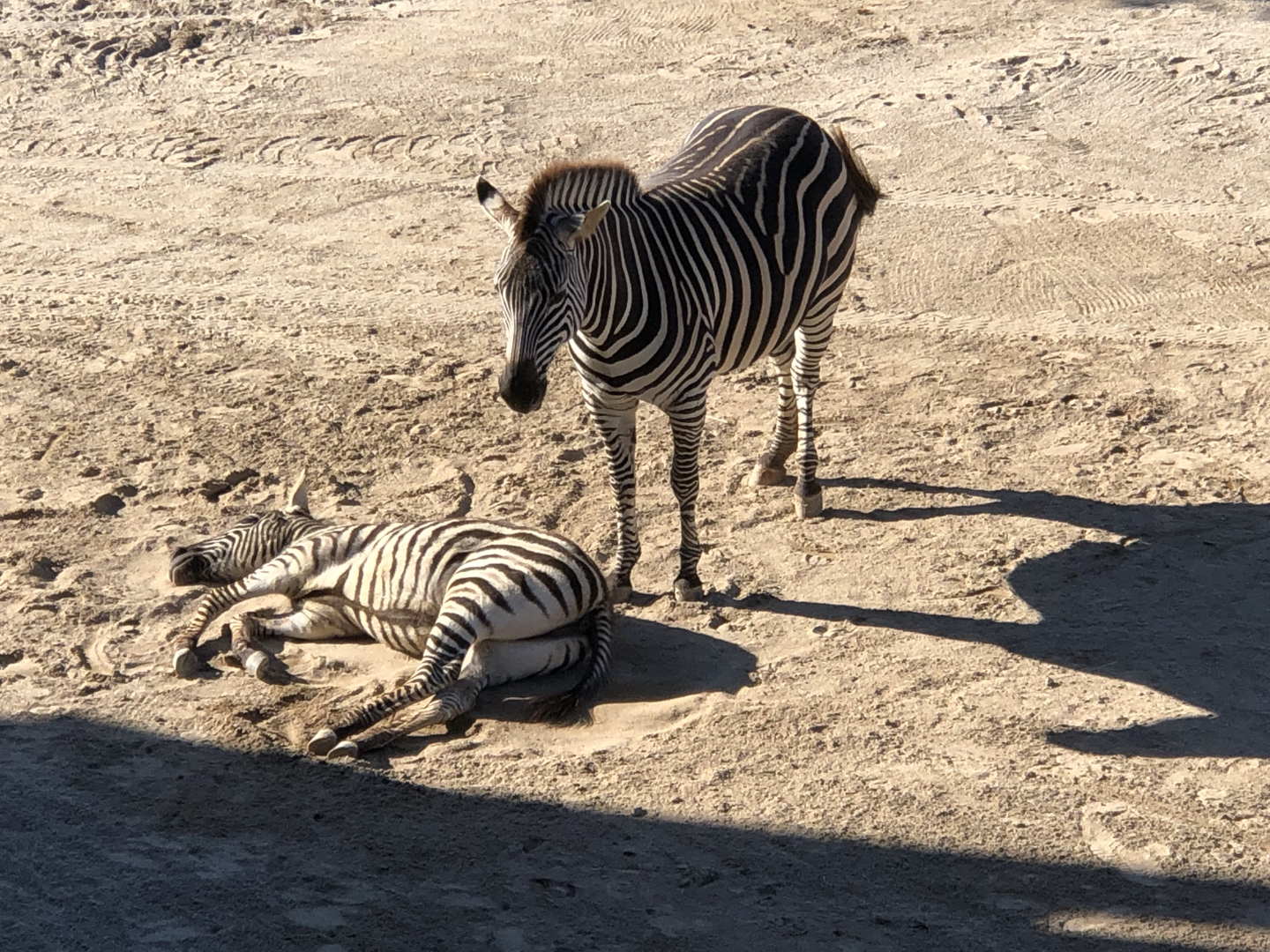 Zebra mother foal