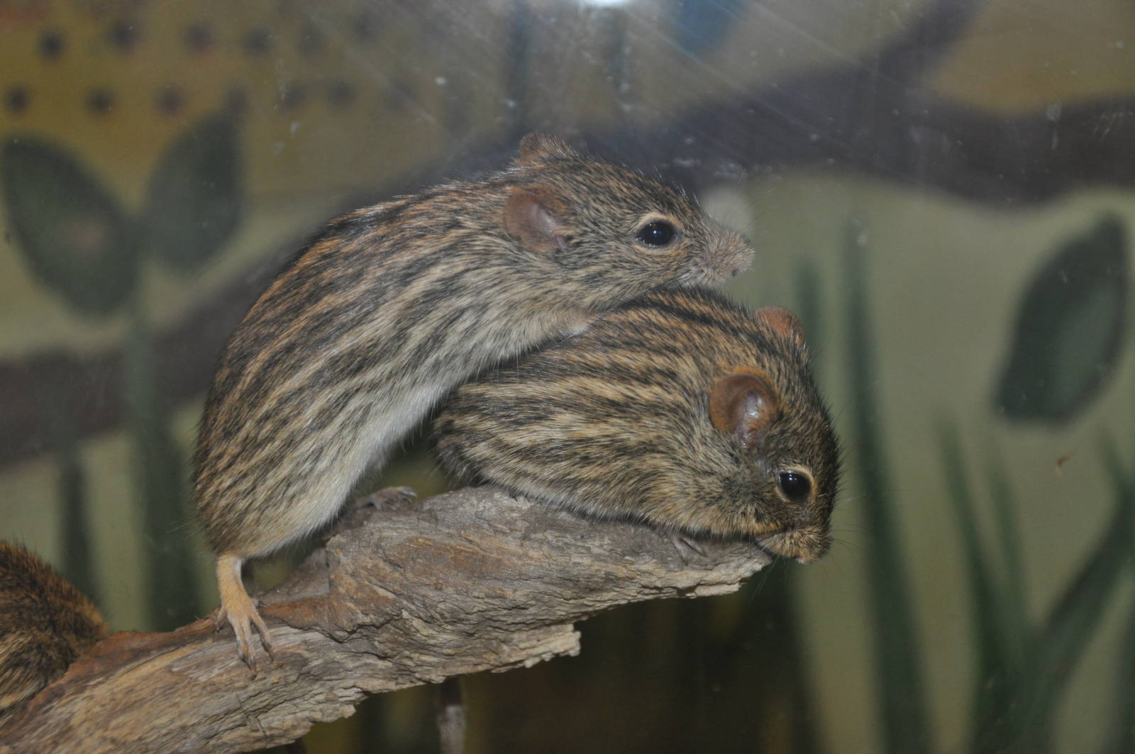 Zebra mouse/ Lemniscomys barbarus