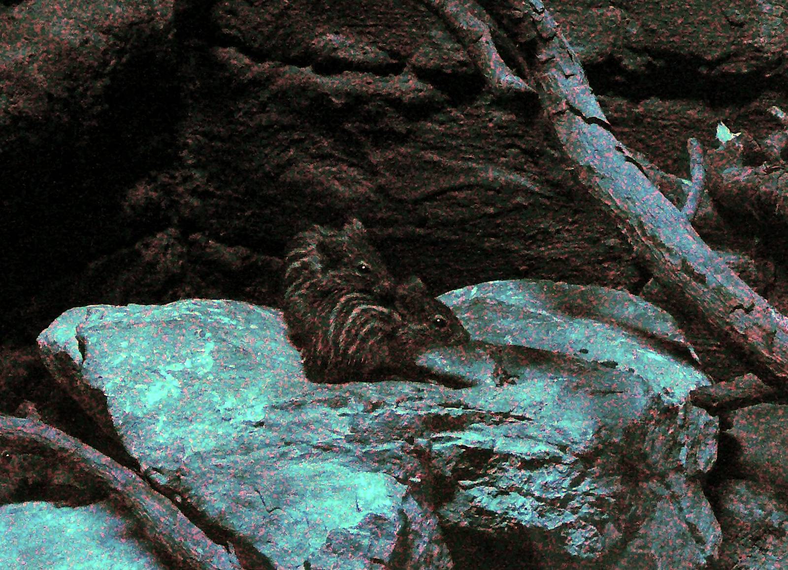 Zebra mouse, Riga Zoo