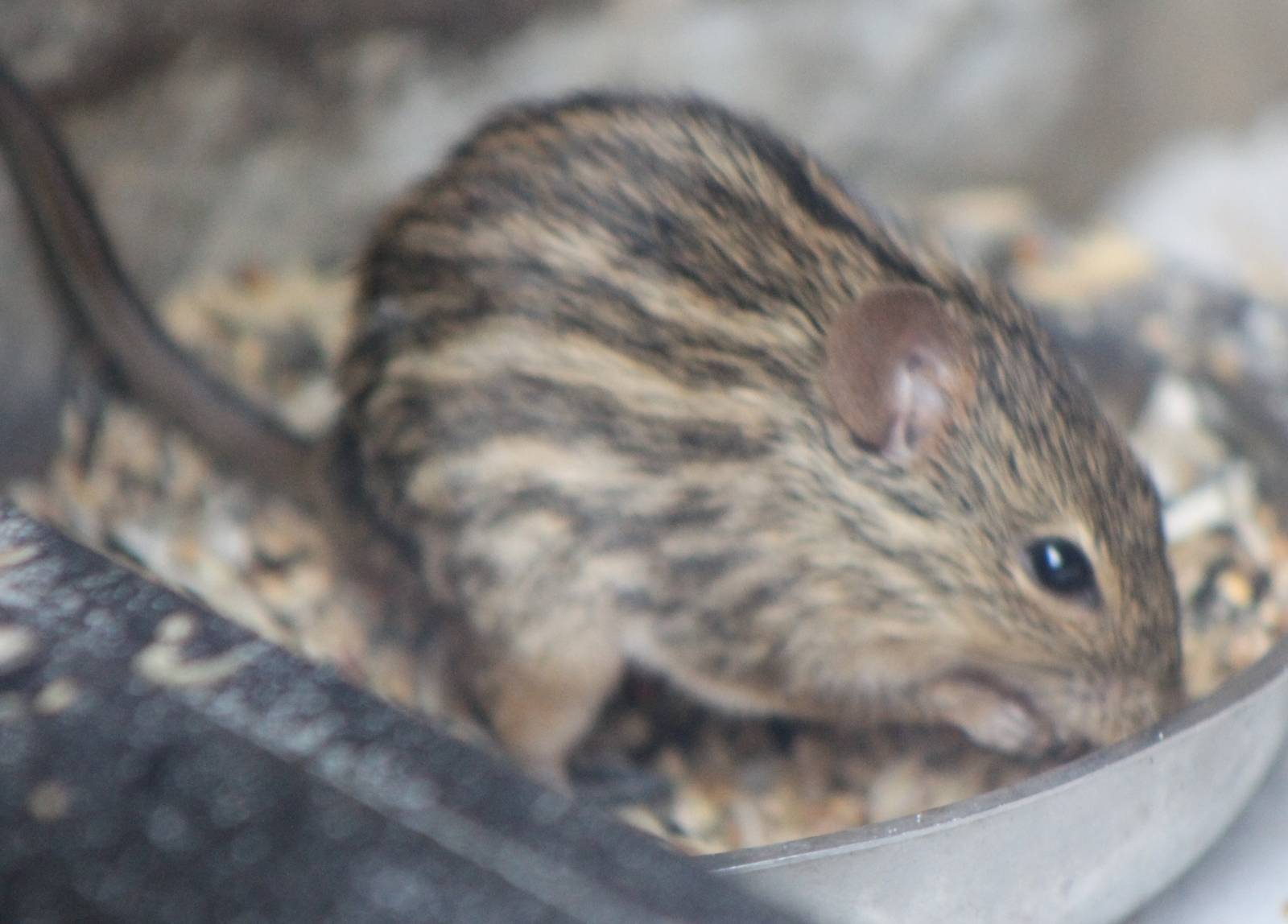 Zebra mouse