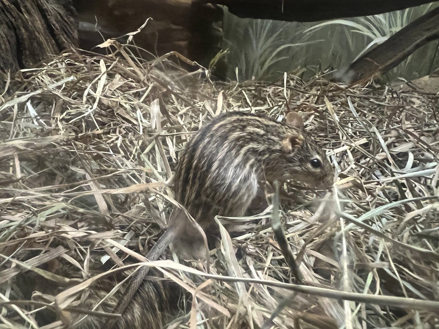Zebra Mouse
