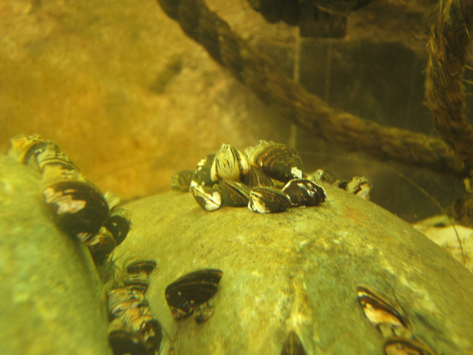 Zebra Mussel