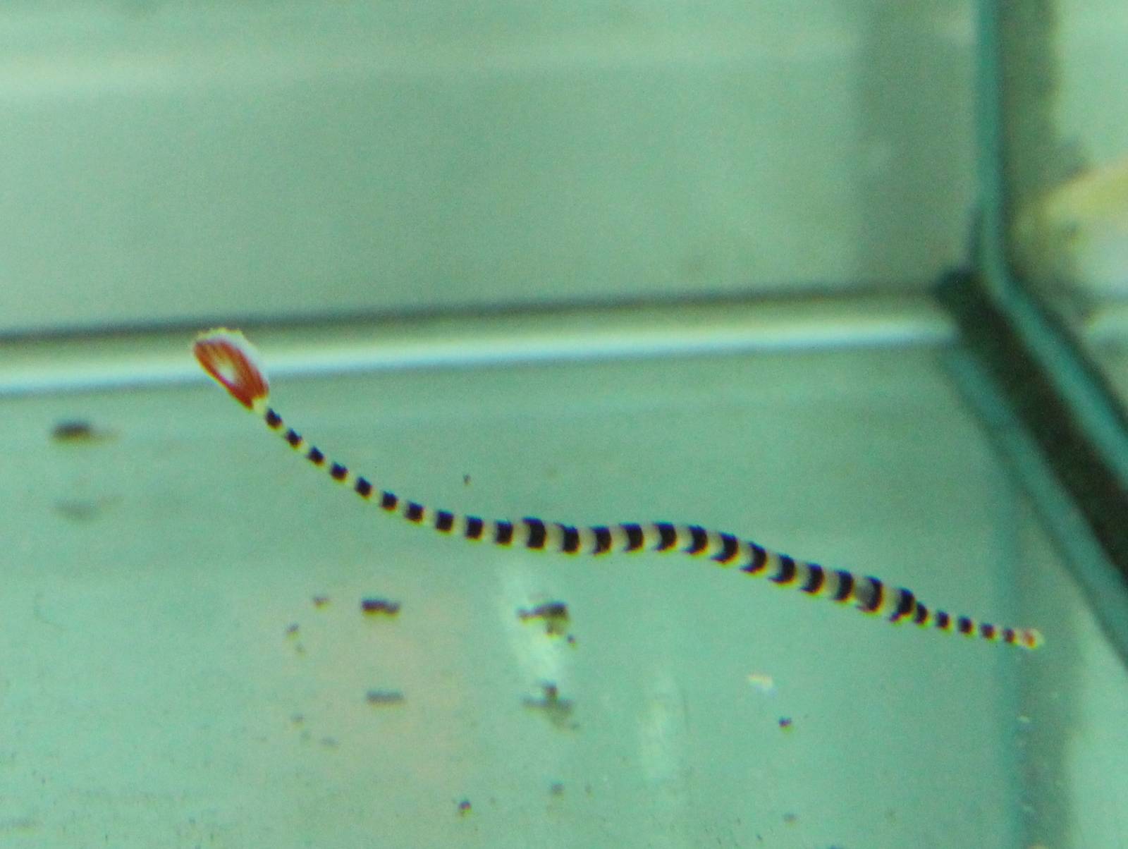 Zebra needle-fish
