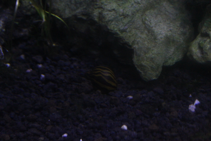 Zebra nerite (Vittina natalensis)