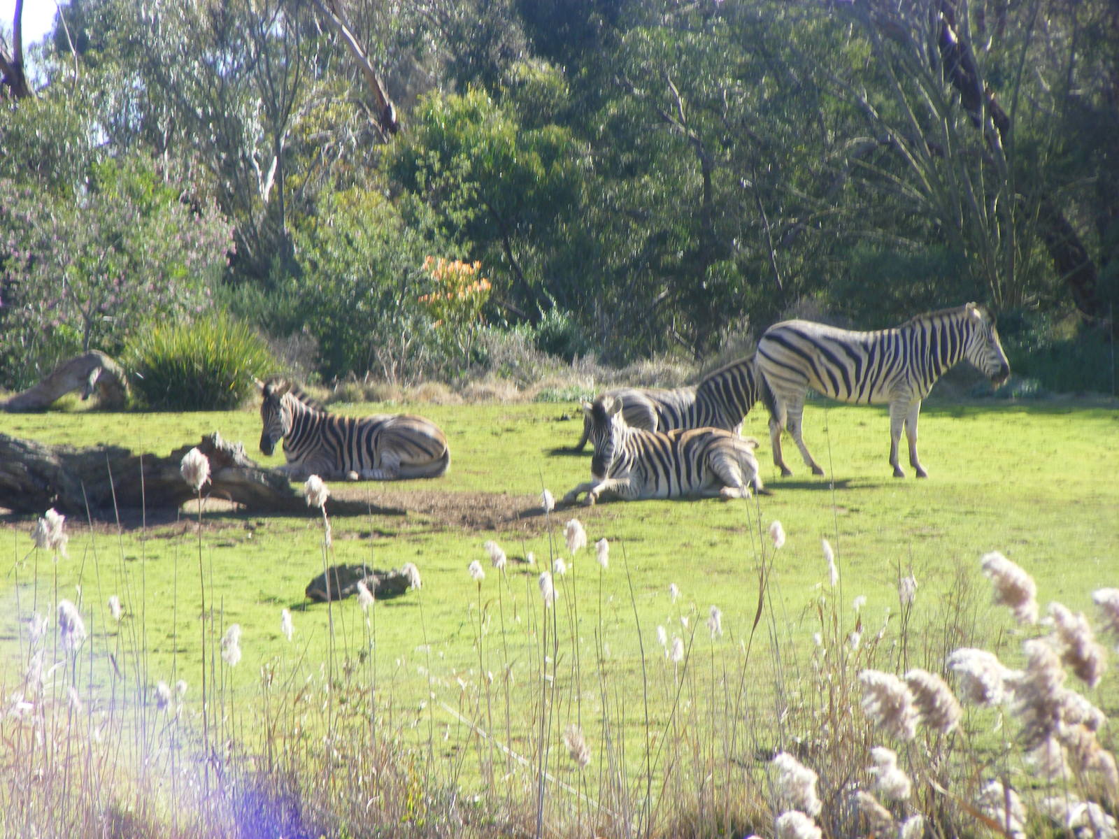 Zebra on Island - July, 2009