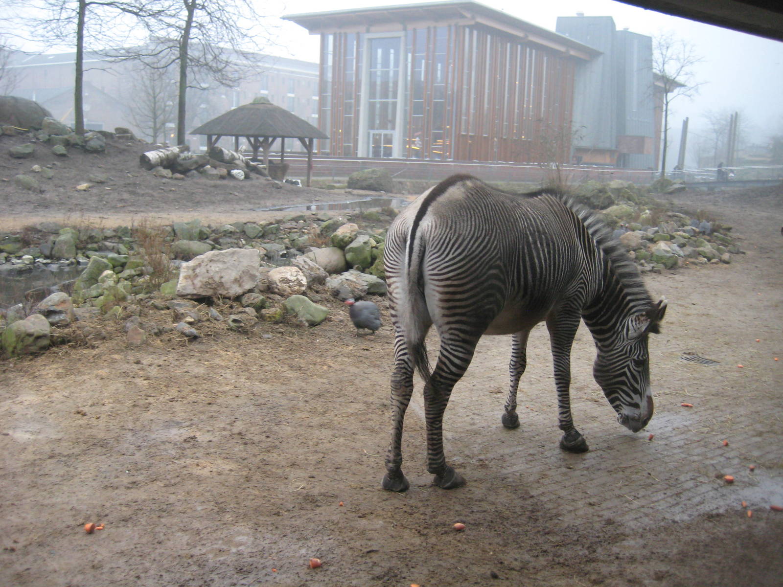 Zebra on the savannah
