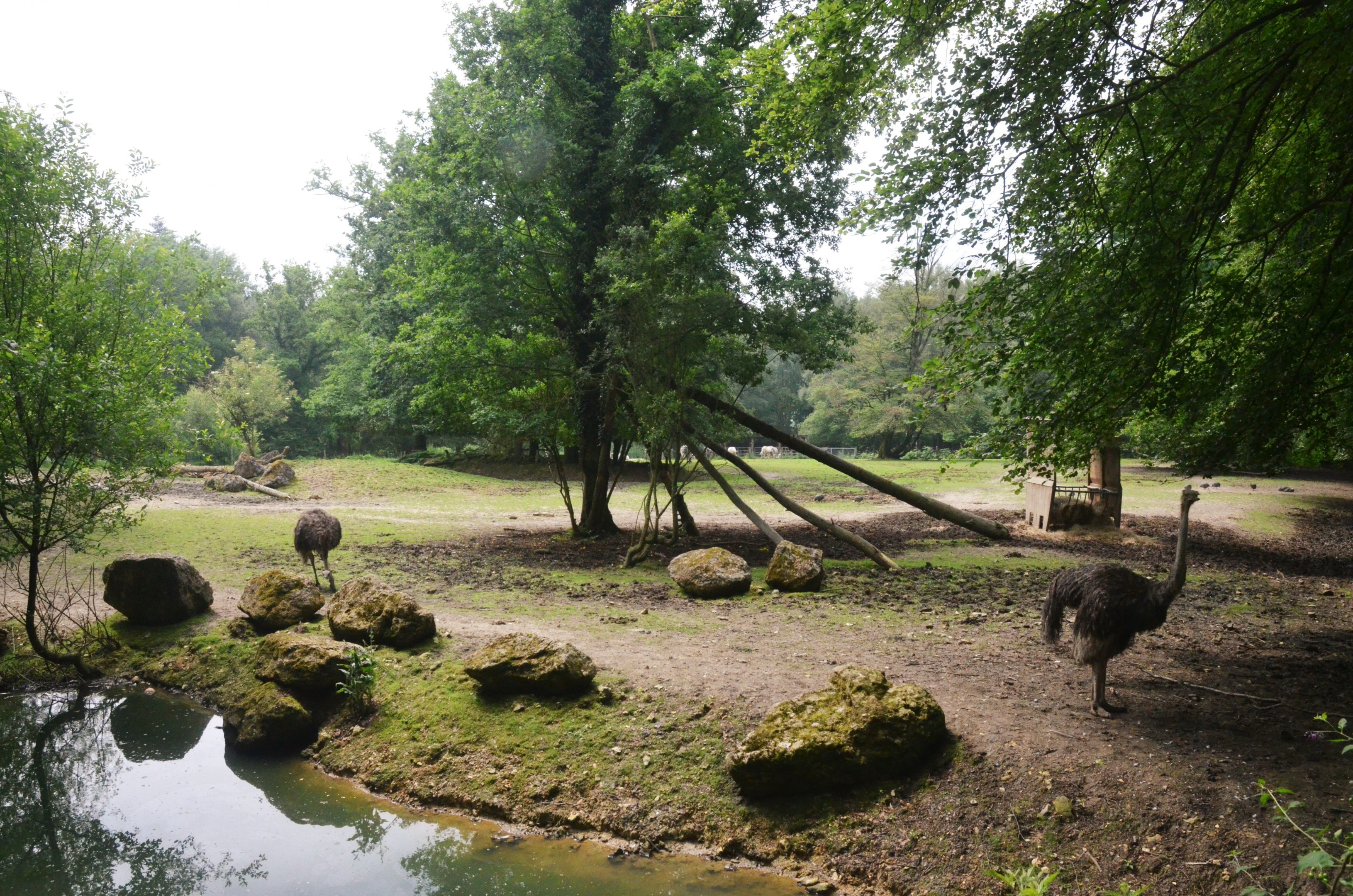 Zebra, Oryx and Ostrich Enclosure at CERZA, 10/06/18