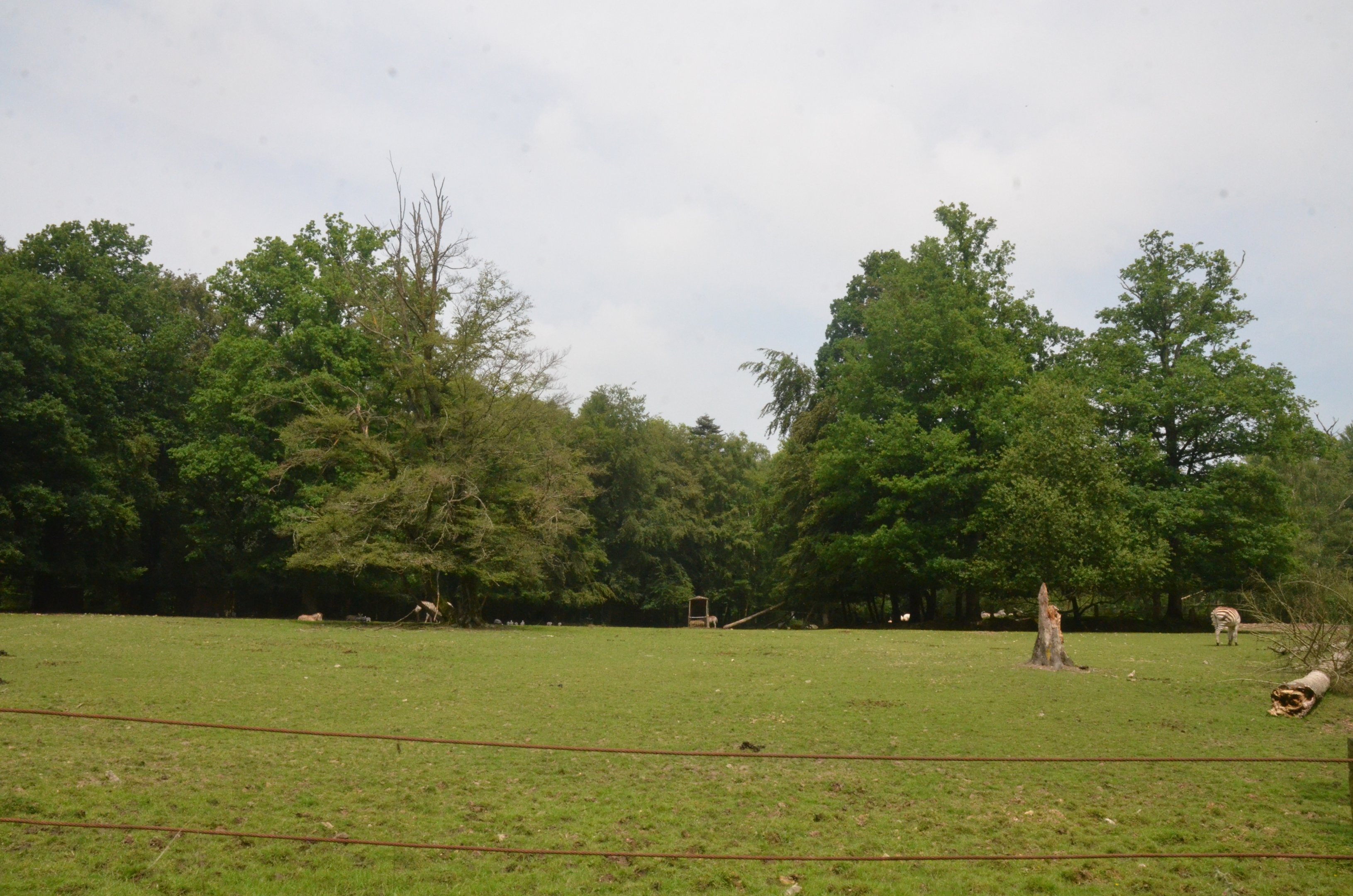 Zebra, Oryx and Ostrich Paddock from the Road Train at CERZA, 10/06/18