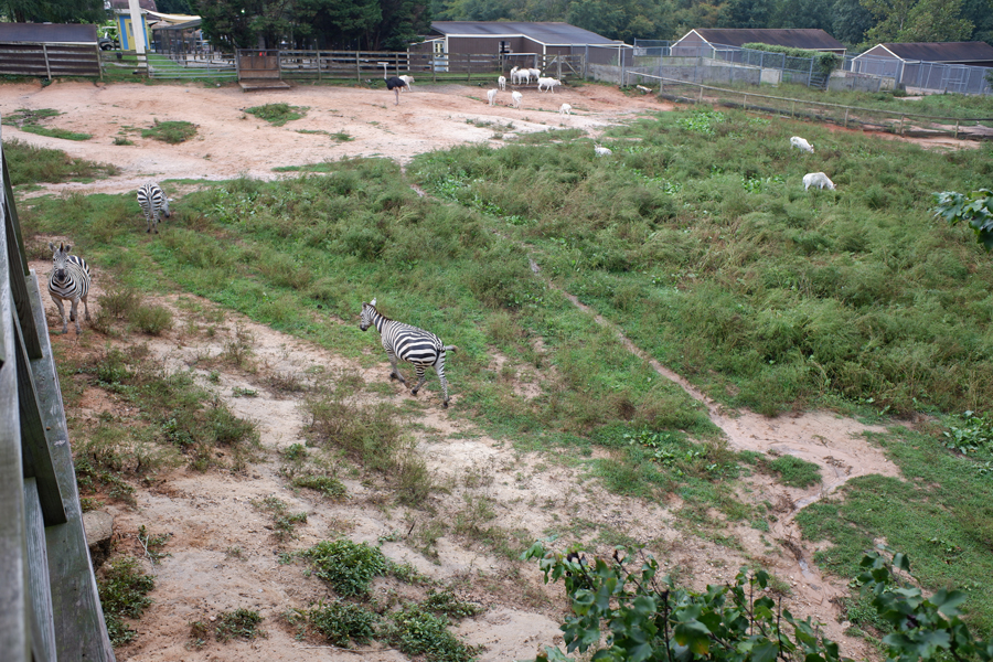 zebra ostrich addax exhibit