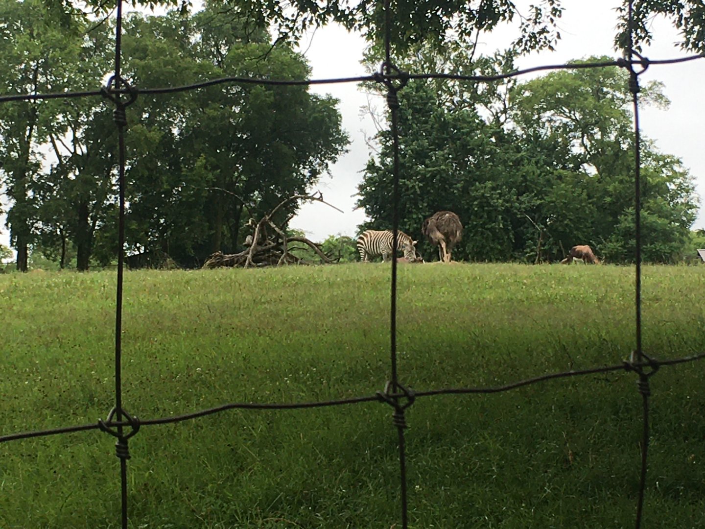 Zebra, ostrich, bontebok
