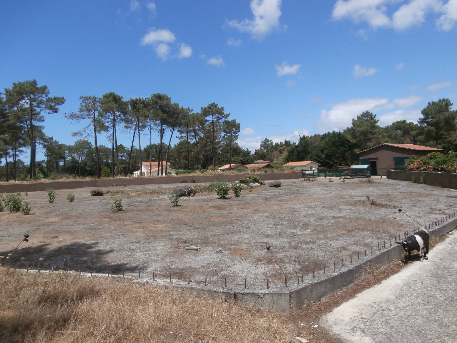 Zebra/ostrich enclosure