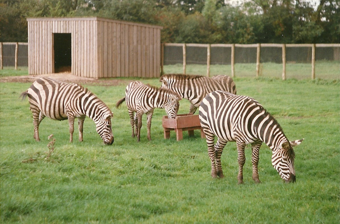 Zebra Paddock 10th October 1998
