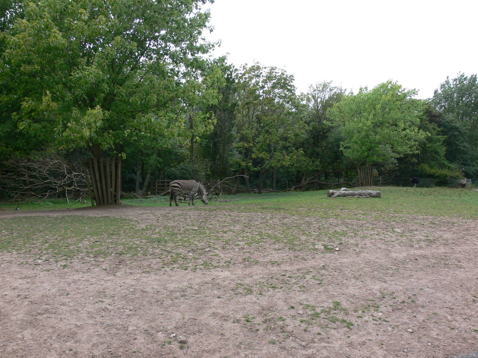 Zebra paddock at Blackpool Zoo, 16/08/14