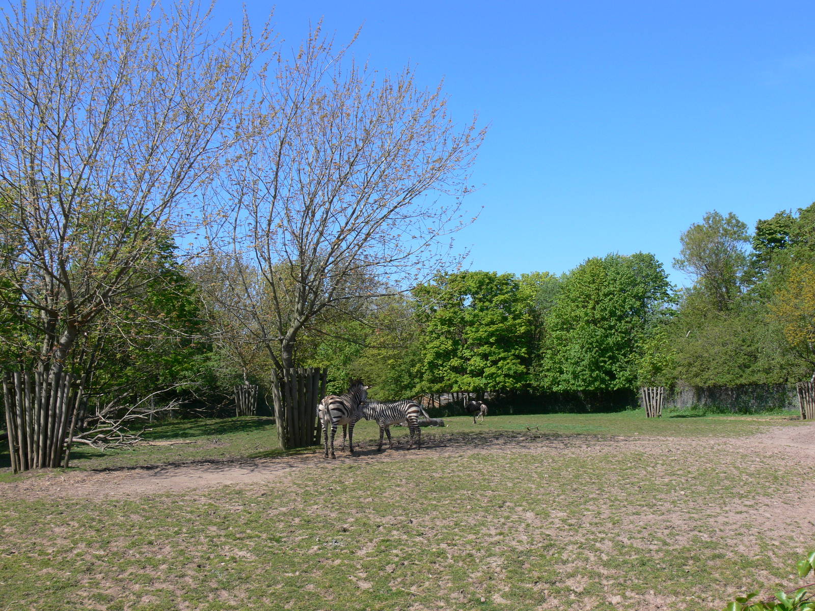 Zebra paddock at Blackpool Zoo, 26/05/13