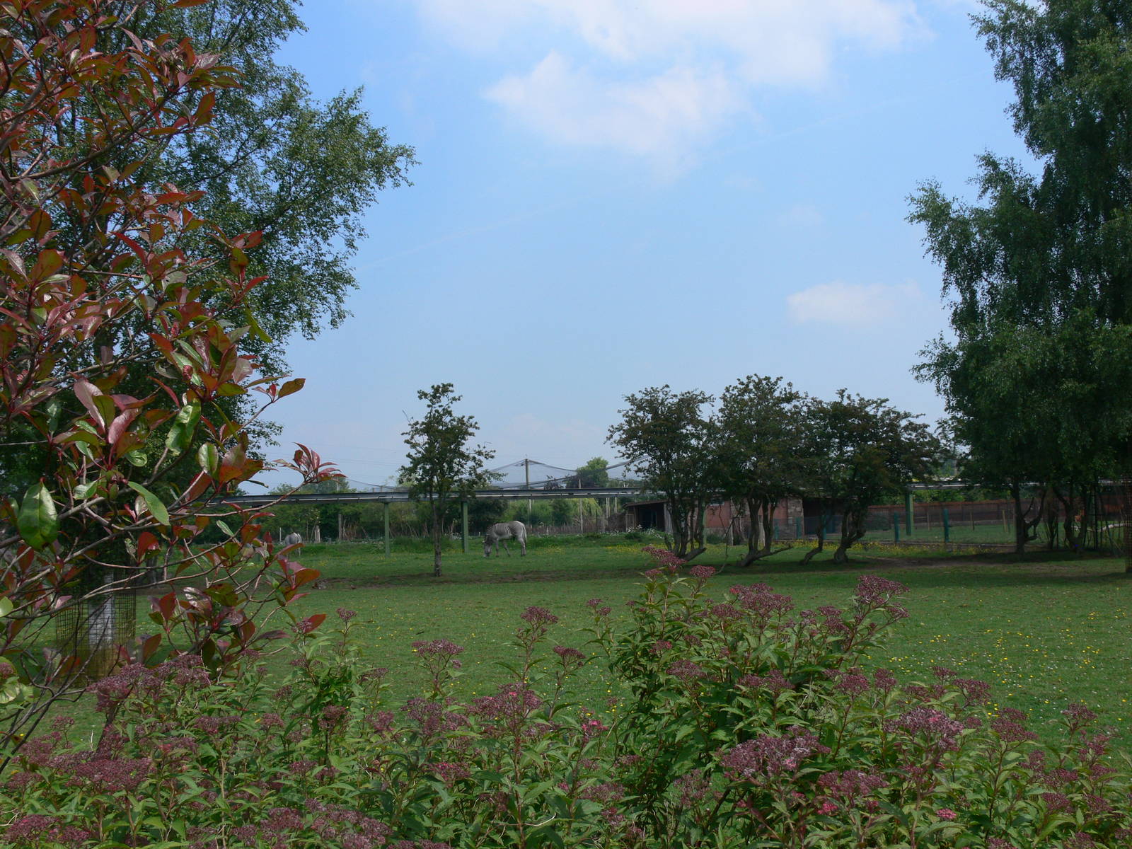 Zebra paddock at Chester Zoo, 06/07/13