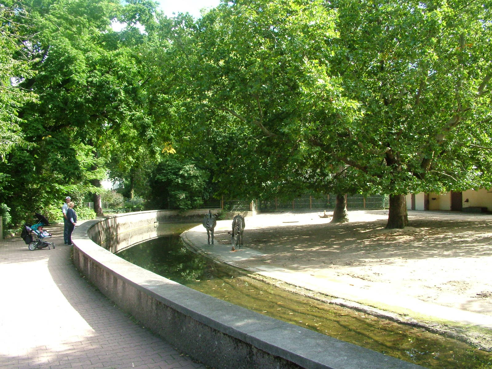Zebra Paddock at Frankfurt 31/08/10