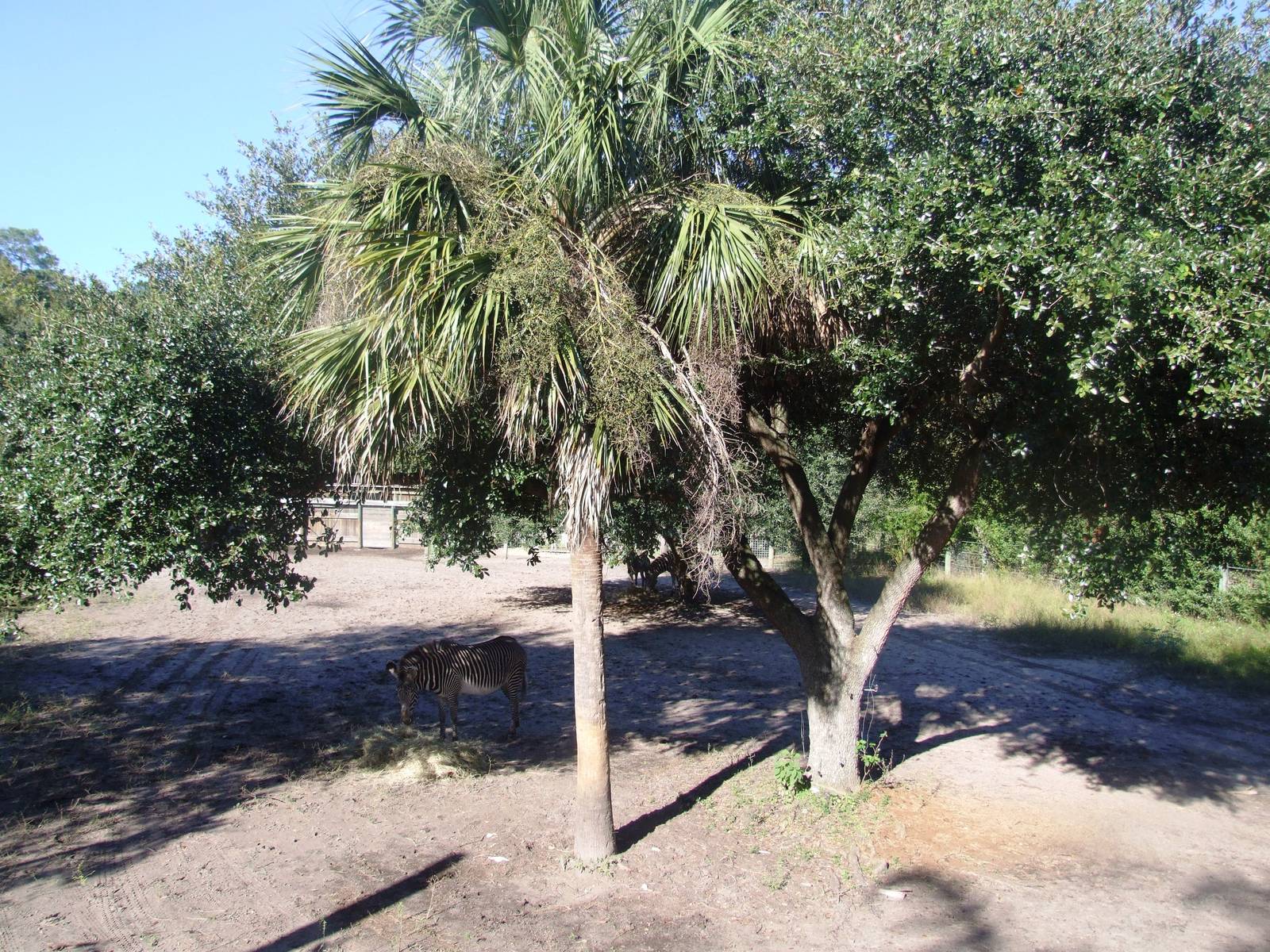 Zebra Paddock at Jacksonville, 10/10/13