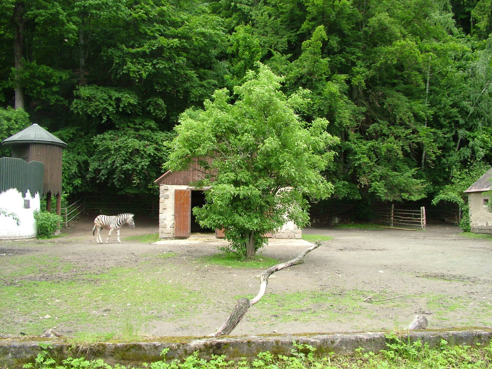 Zebra paddock at Jihlava, 31/05/10