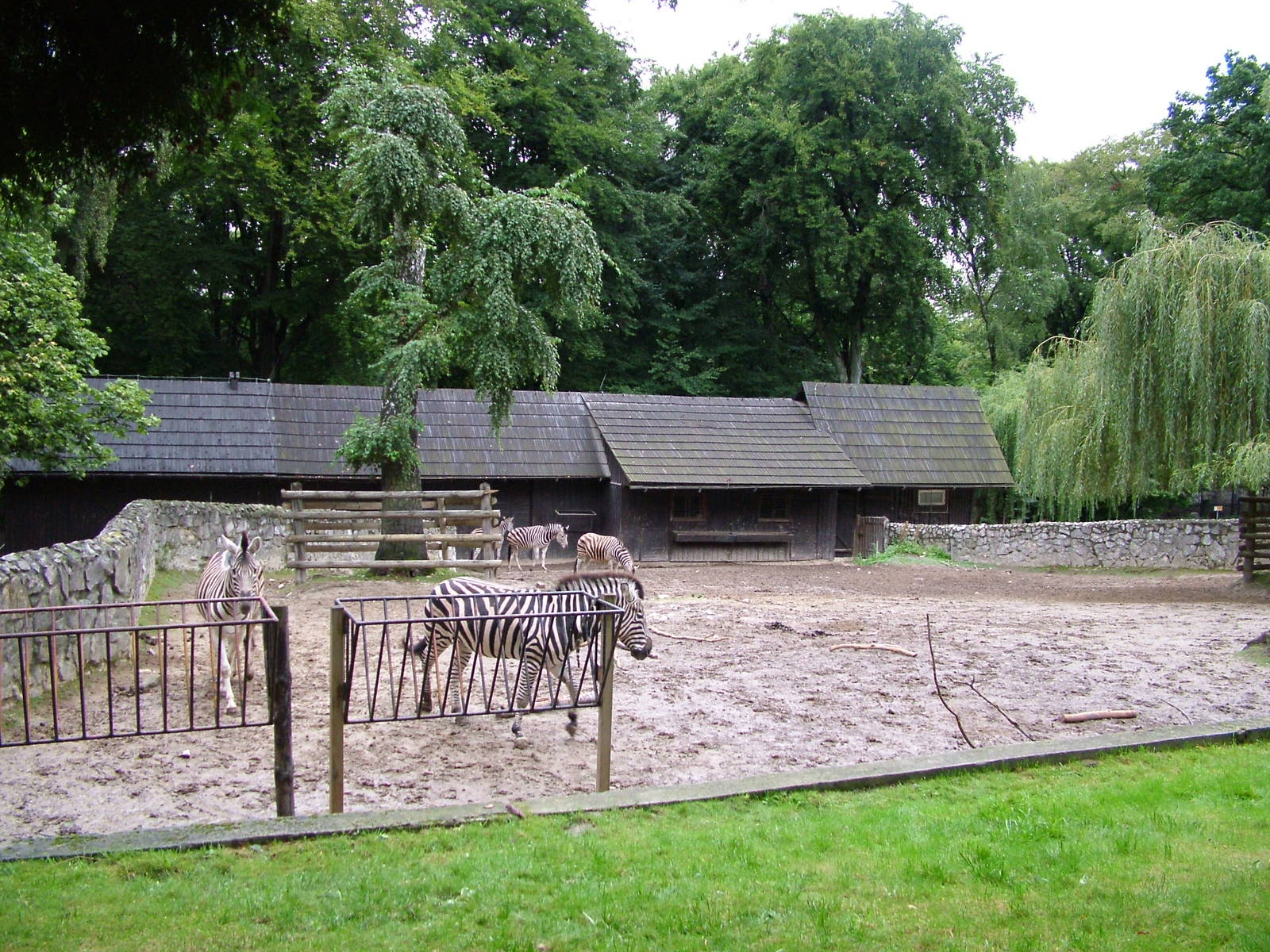 Zebra paddock at Krakow 08/09/2008