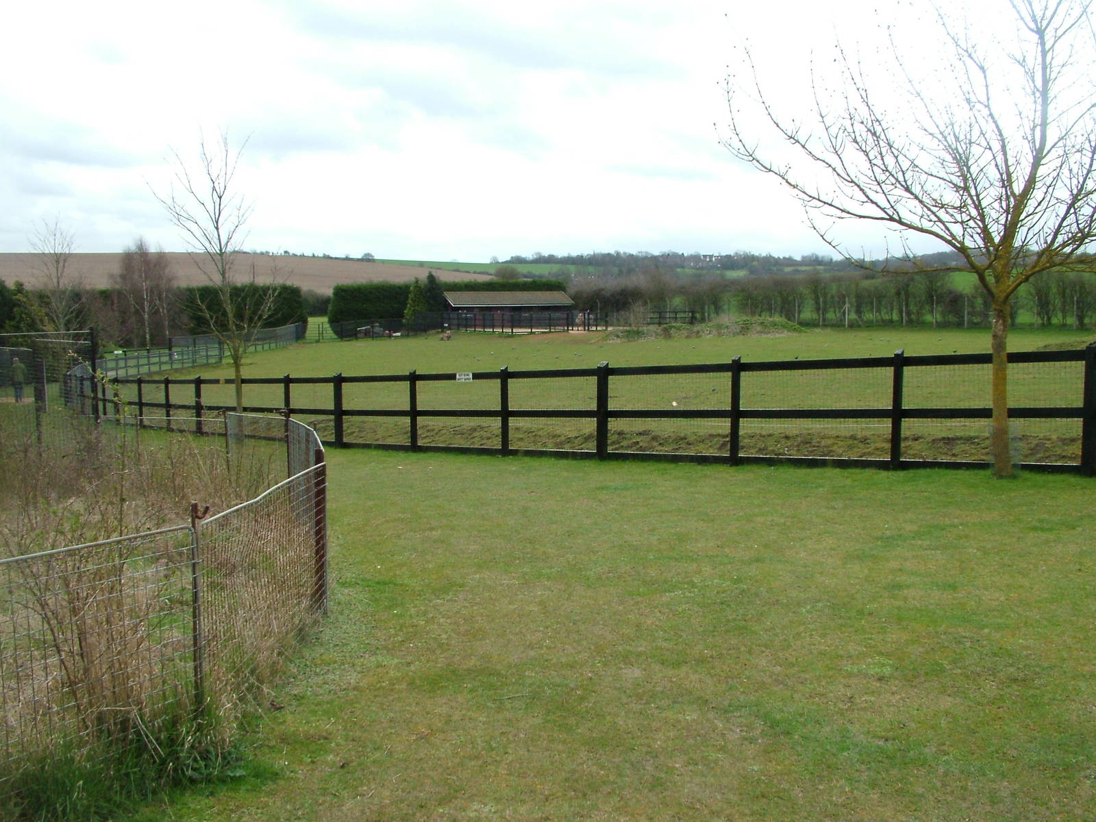 Zebra paddock at Linton 05/04/10
