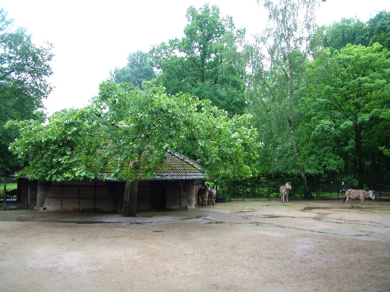 Zebra Paddock at Rheine, 03/06/12
