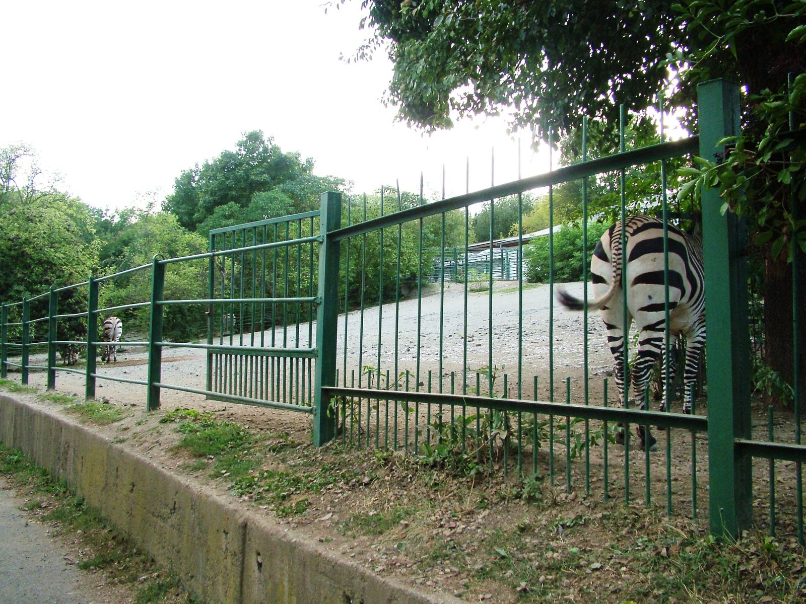 Zebra Paddock at Usti, 29/08/12