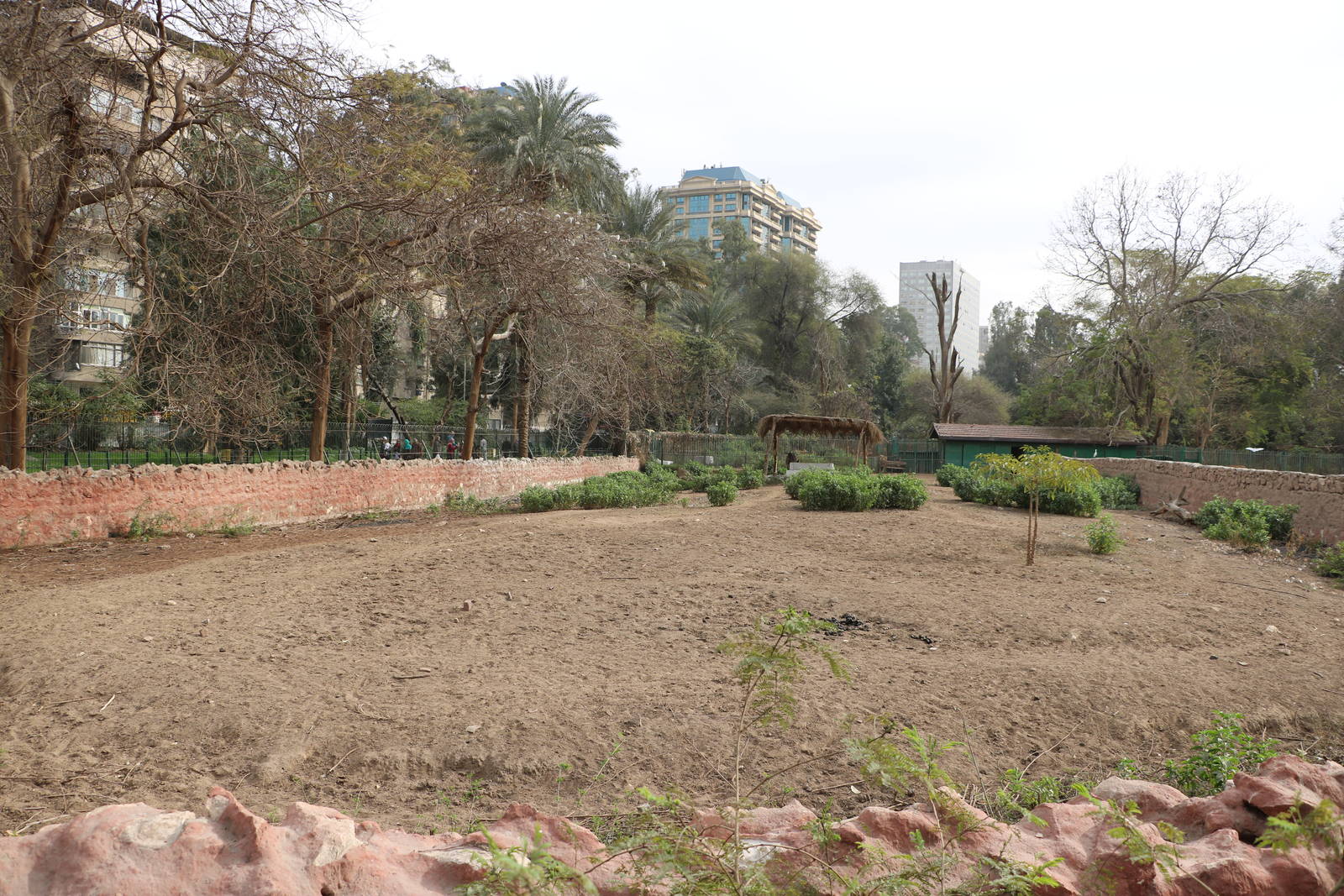 Zebra paddock, February 2016