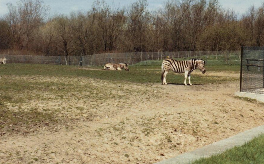 Zebra paddock