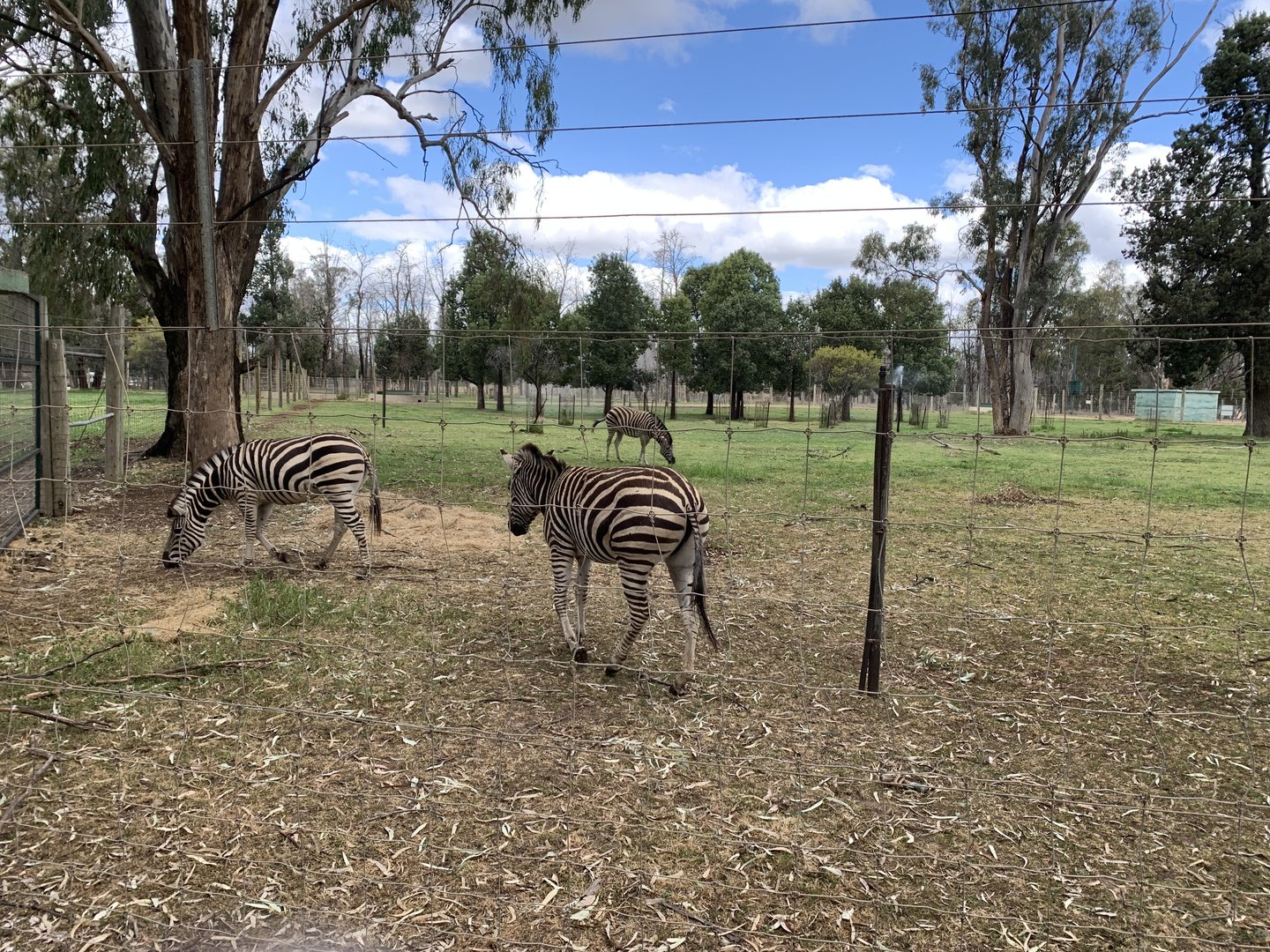 Zebra Paddock