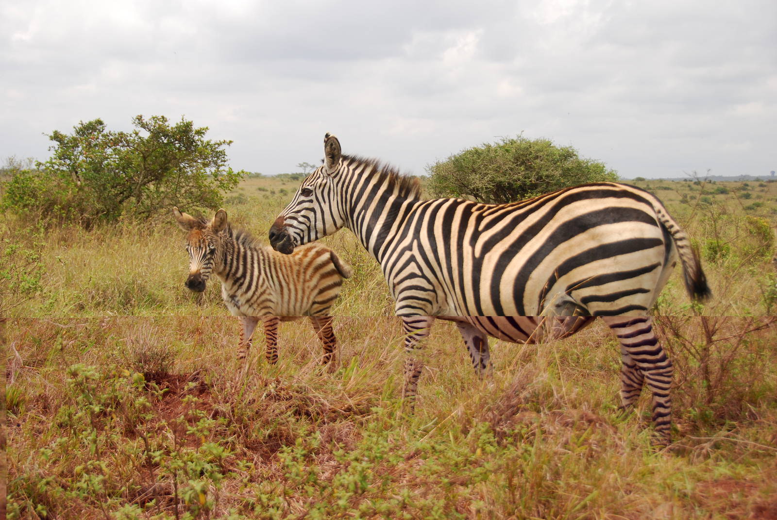 Zebra Pair - Nairobi National Park