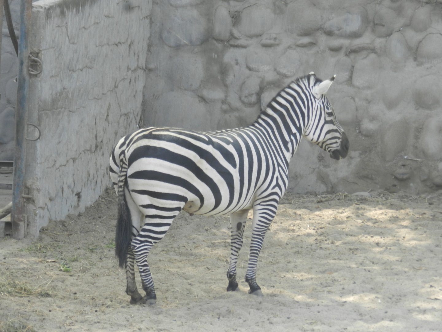 Zebra - Parque Zoológico Huachipa