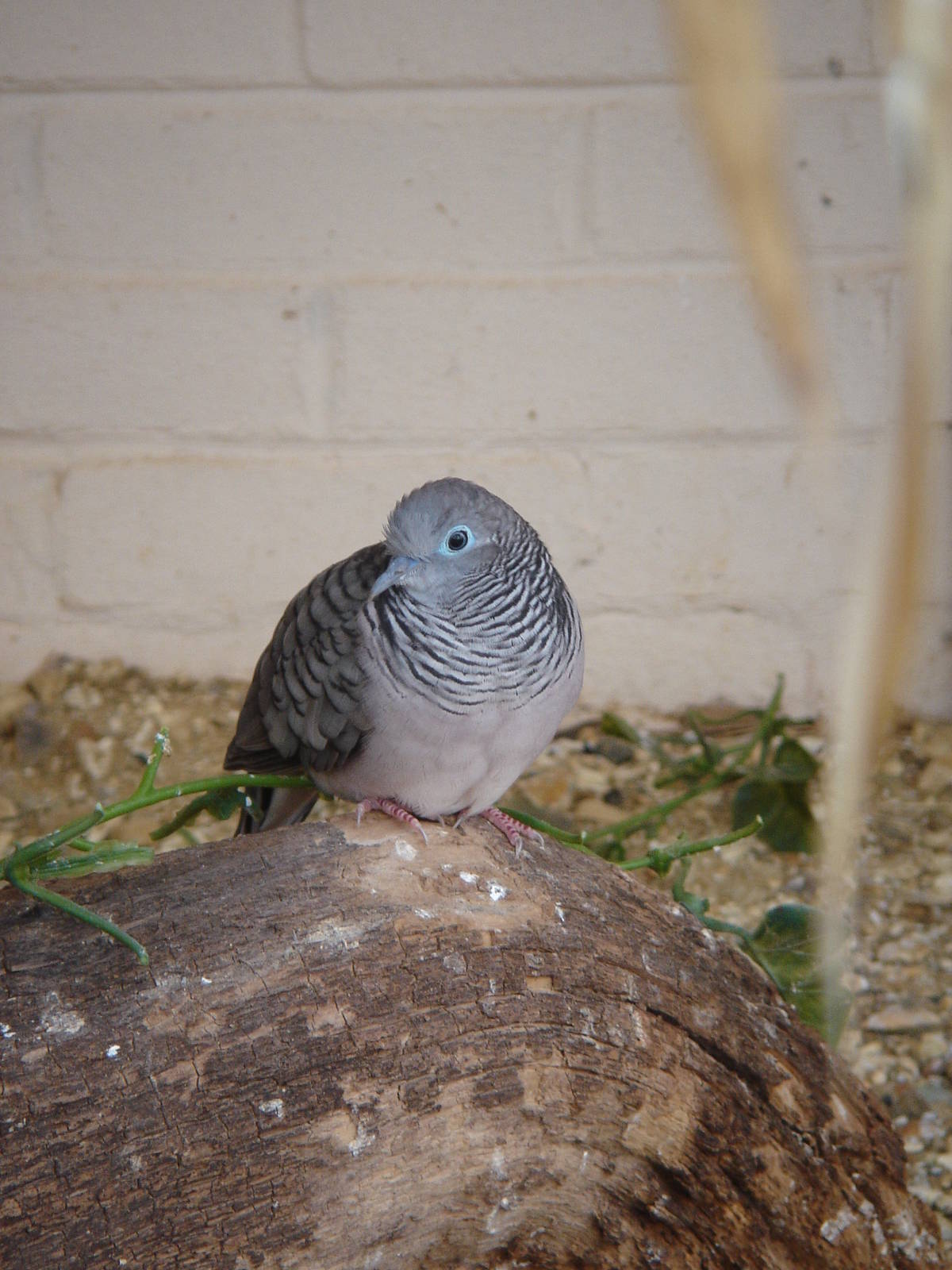 Zebra / Peaceful Dove