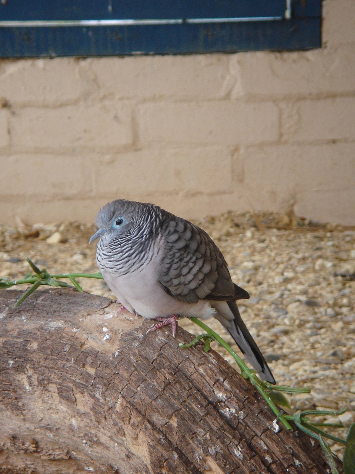 Zebra / Peaceful Dove