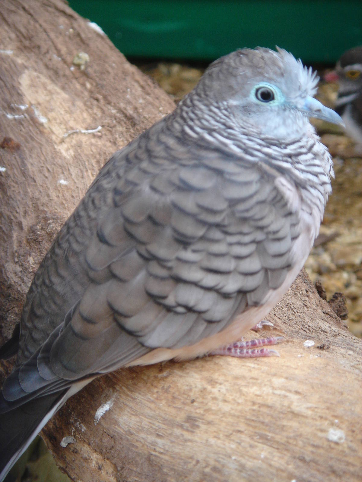 Zebra / Peaceful Dove