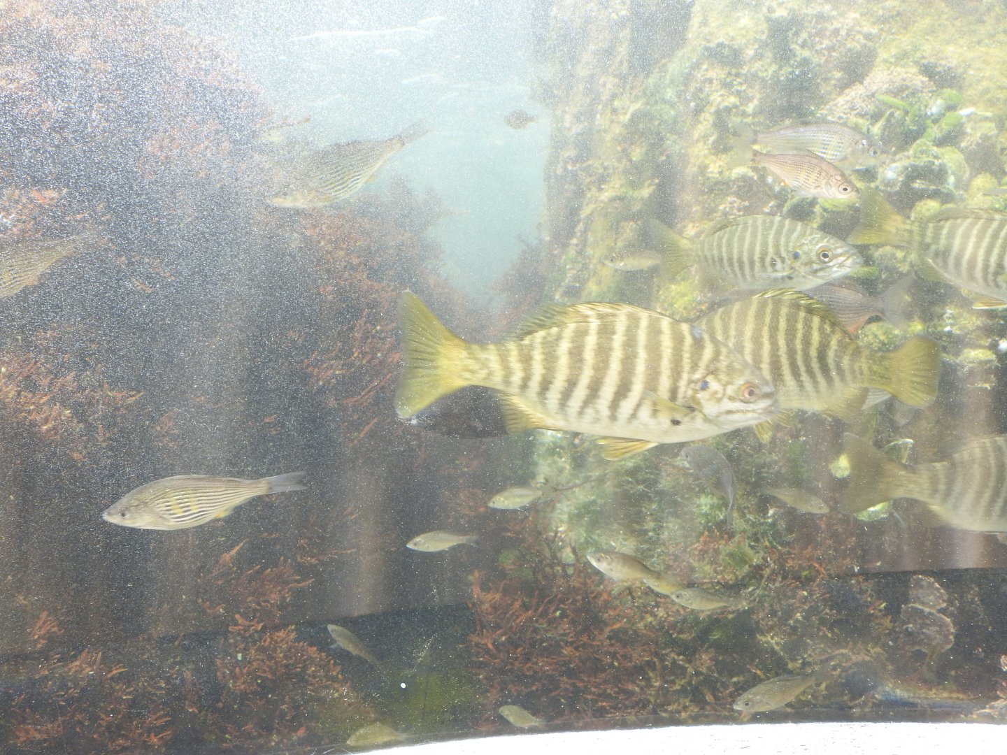 Zebra-Perch Chub