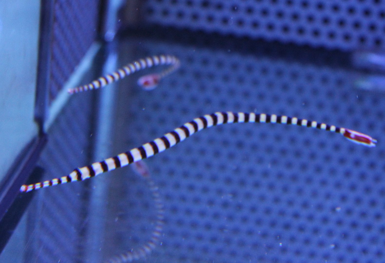 Zebra pipefish - Doryrhampus dactyliophorus