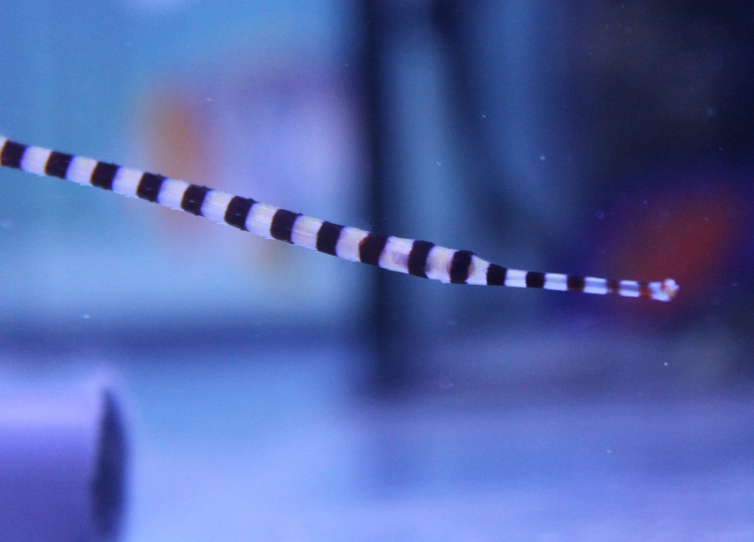 Zebra pipefish