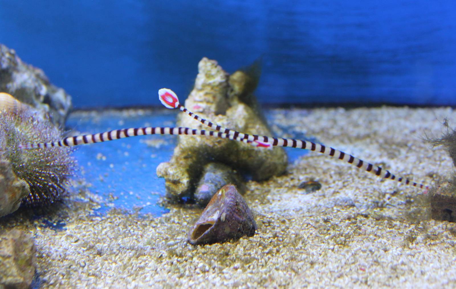 Zebra pipefishes