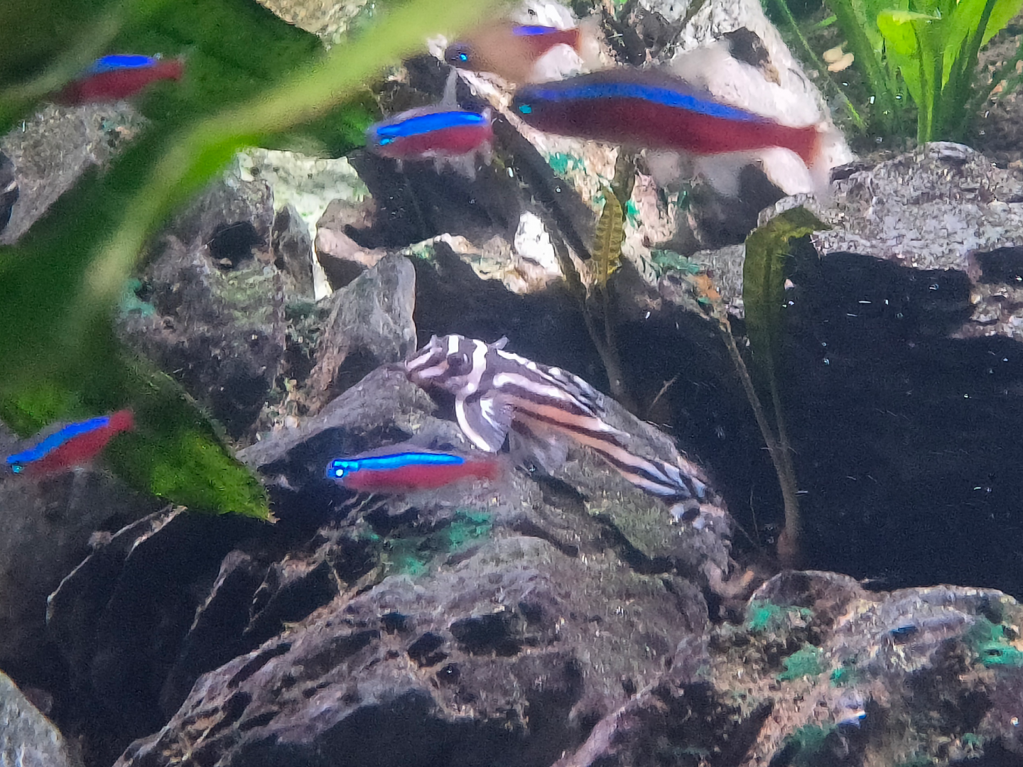 Zebra Pleco (Hypancistrus zebra)