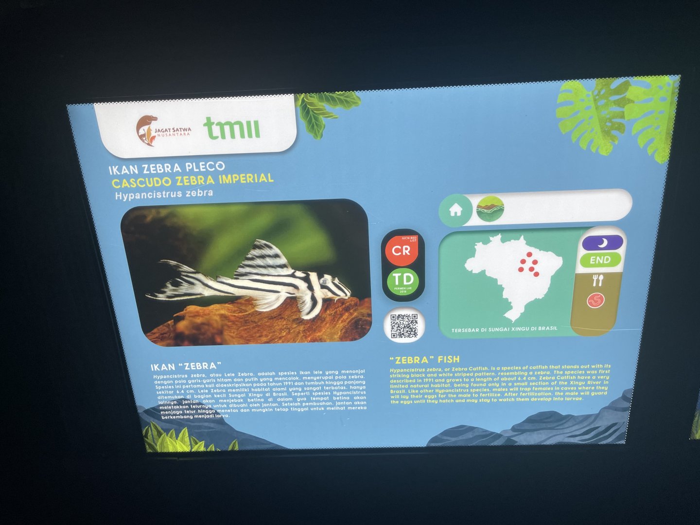 zebra pleco signage - dunia air tawar