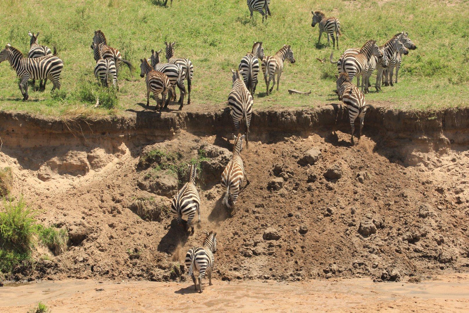 Zebra River Crossing - Masai Mara (September 2018)