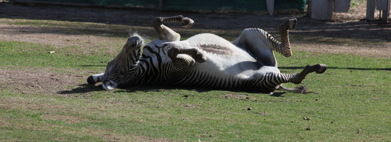 zebra rolling in dust