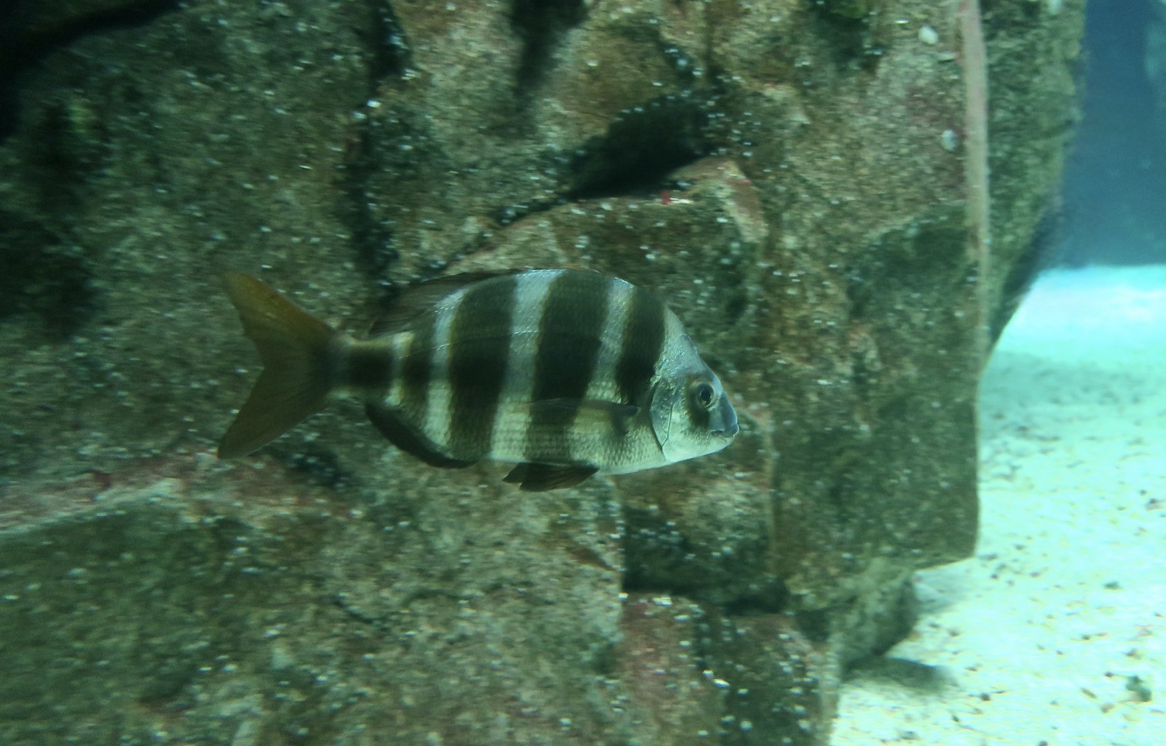 Zebra Sea Bream (Diplodus cervinus)
