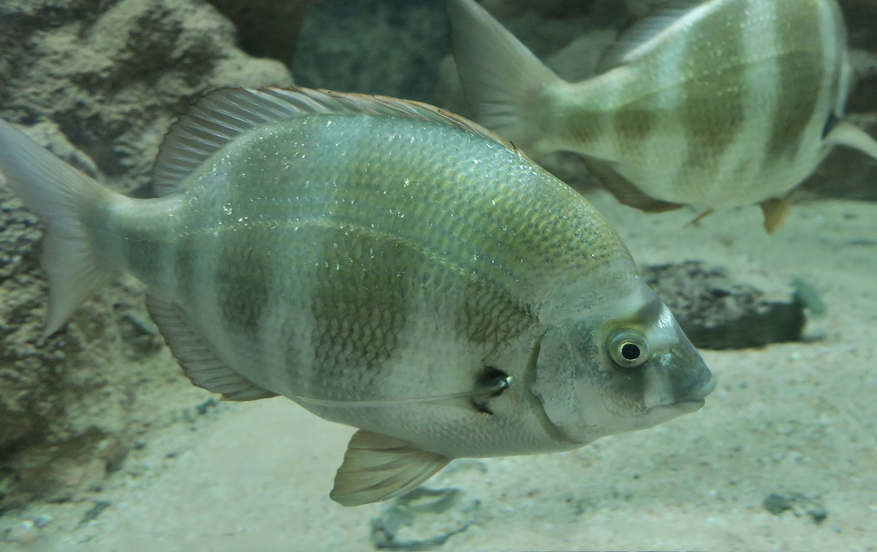 Zebra Sea Bream (Diplodus cervinus)